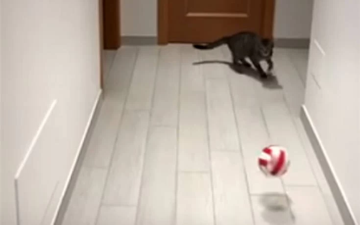 Η γάτα τερματοφύλακας (βίντεο)